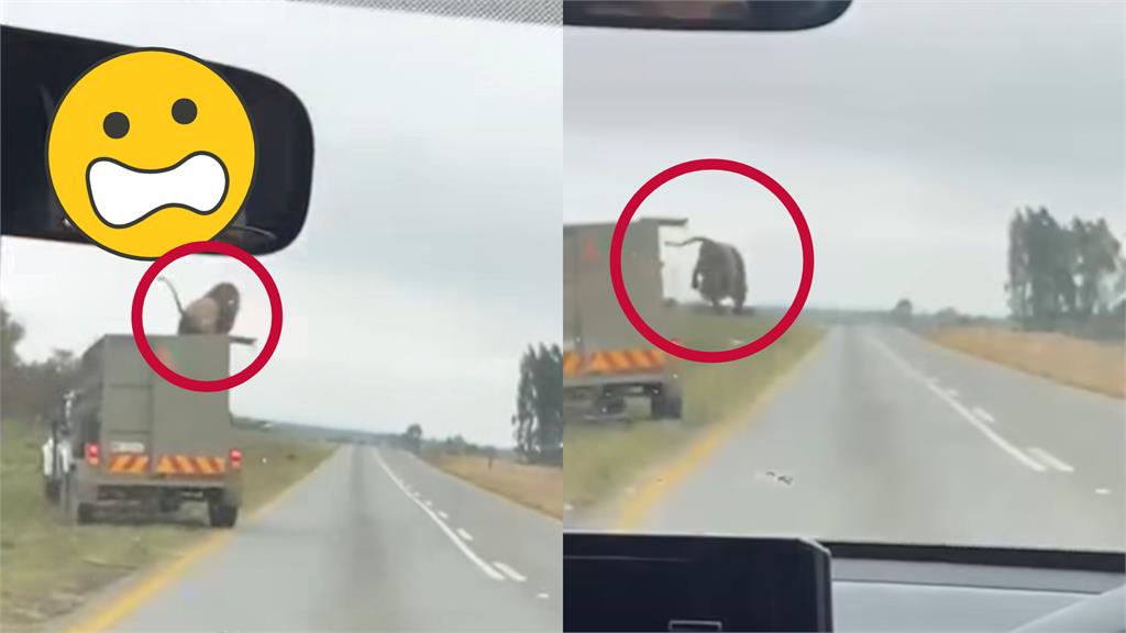 公路驚見巨獅脫籠「猛躍2.5公尺」跳車逃! 後車駕駛遭「凶獸回頭瞪」嚇壞