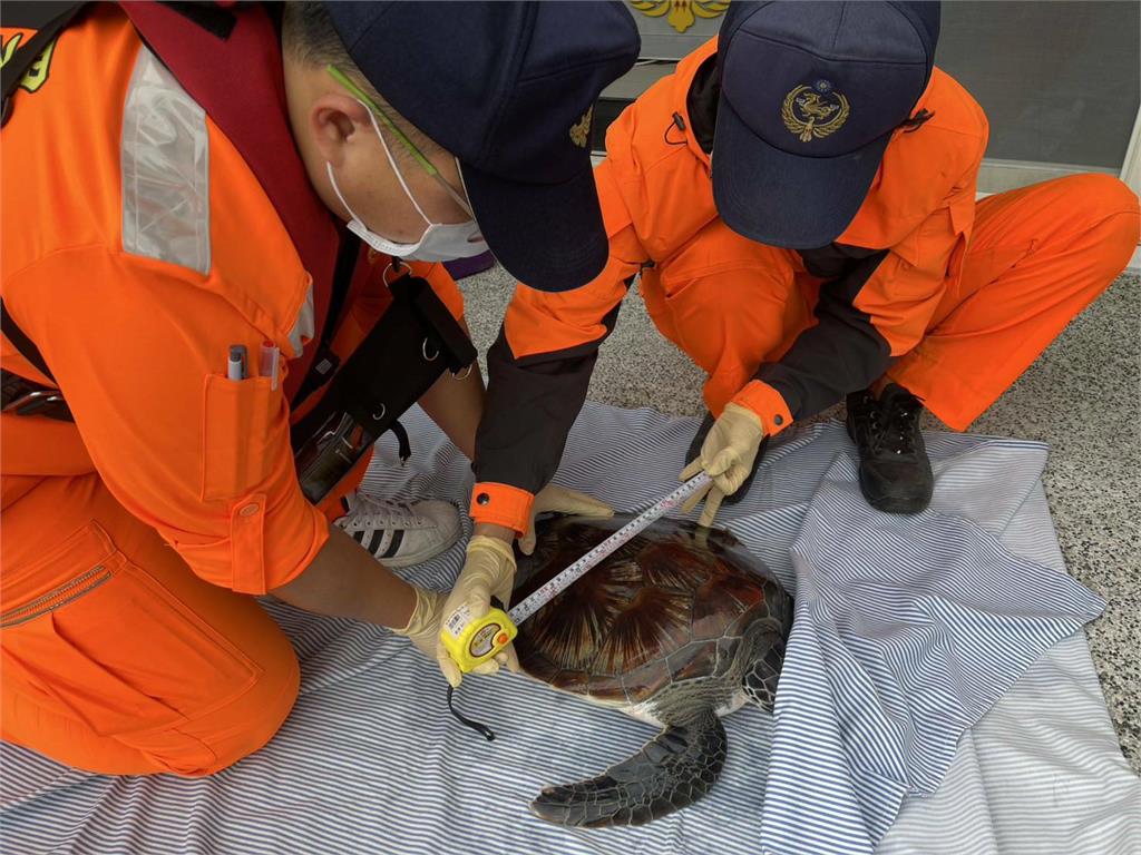 快新聞/宜蘭粉鳥林「漁船誤捕海龜」 海巡協助野放護海洋