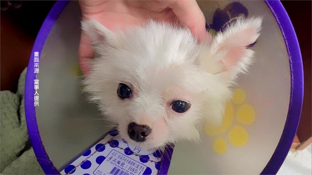 愛犬送美容耳朵被剪缺一角 飼主控店家不聞不問