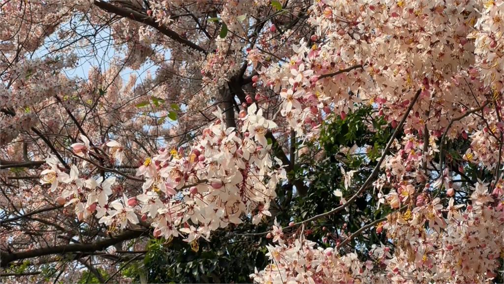 嘉義義隆村長自掏腰包種「花旗木」　夢幻粉色花海成功促進當地觀光