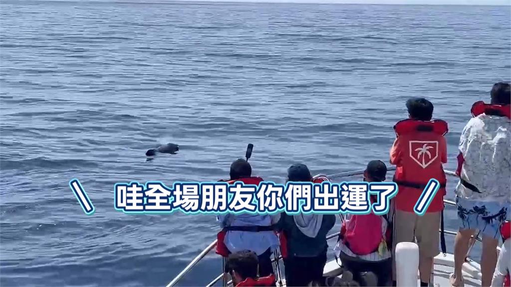 震撼！短肢領航鯨群現身花蓮外海　母子同行、罕見浮窺畫面曝