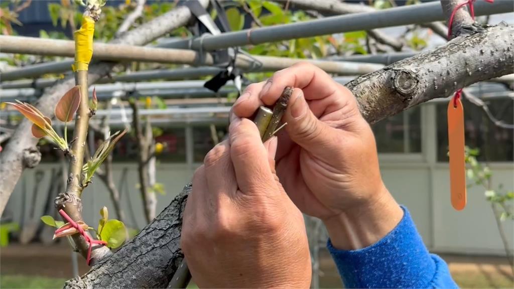 忽冷忽熱! 新竹高接梨梨穗損失慘重 縣府喊話中央救助