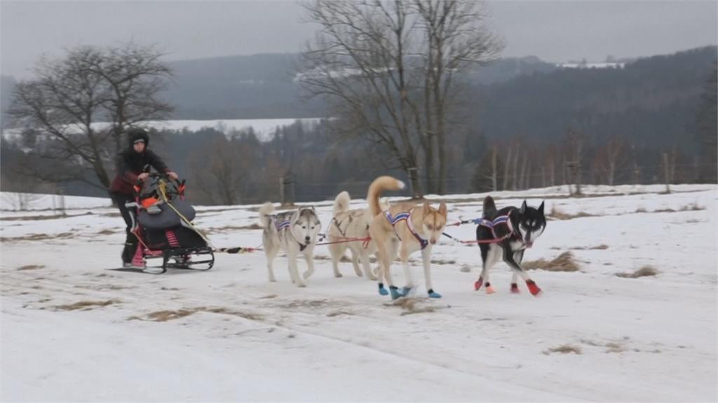 歐洲最具挑戰性雪橇比塞 捷克「狗拉雪橇賽」橫跨數百公里