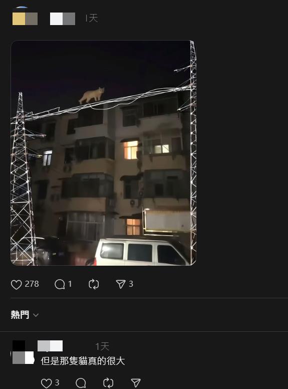 巨大橘貓衝樓頂「超扯比例」嚇爛路人!12秒畫面網猛重播:道理我都懂…
