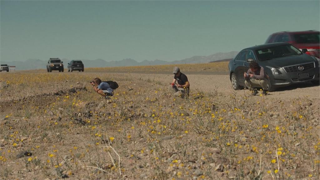 睽違10年「超級花海」! 美國死亡谷罕見綻「金黃色花毯」