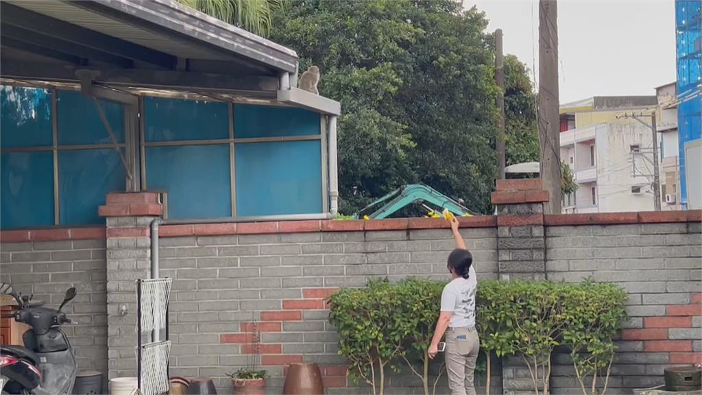 獨臂獼猴闖驗車廠落網 「1cc鎮靜劑」竟奪命