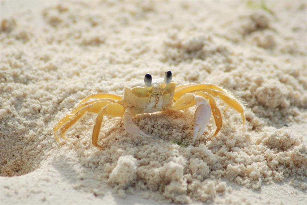 螃蟹狂搓上百顆湯圓！每3秒做1顆宛如生產線　內行揭真相：在吃飯啦
