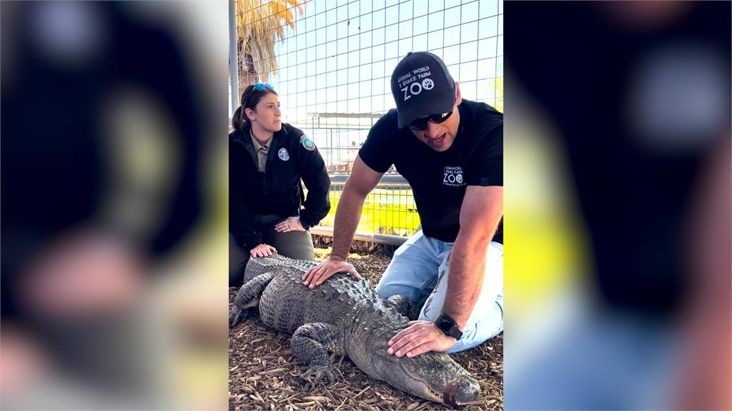 在後院養鱷魚20年！女從動物園偷蛋回家　「長到2.4公尺大」被發現下場曝