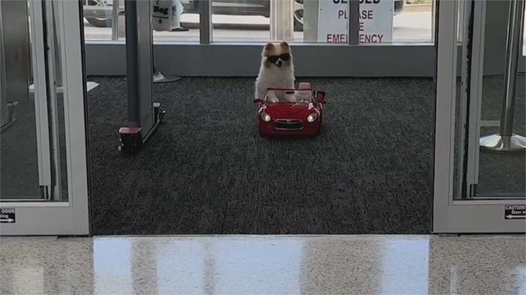 治療犬「柯達」散播快樂 戴墨鏡、搭敞篷車出場 逗樂患者