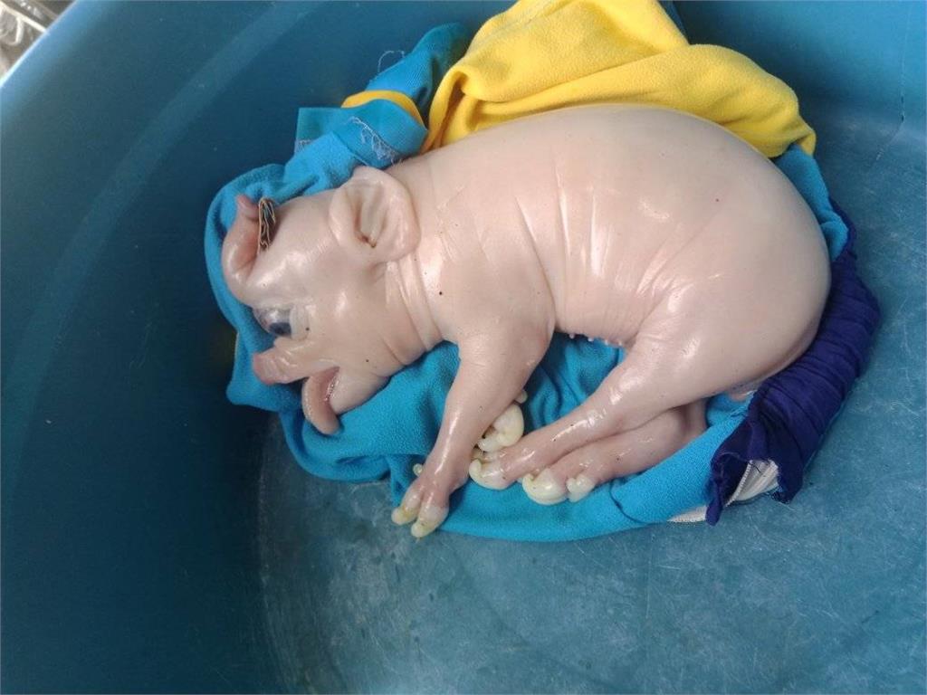 菲律賓畸形小豬「額頭長出象鼻」模樣驚人！出生半小時夭折飼主曝死因