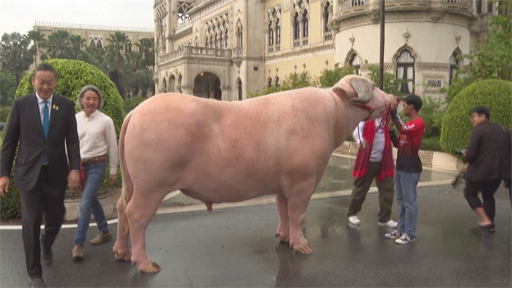 水牛界之光！泰國稀有白水牛爆紅　獲總理賽塔接見