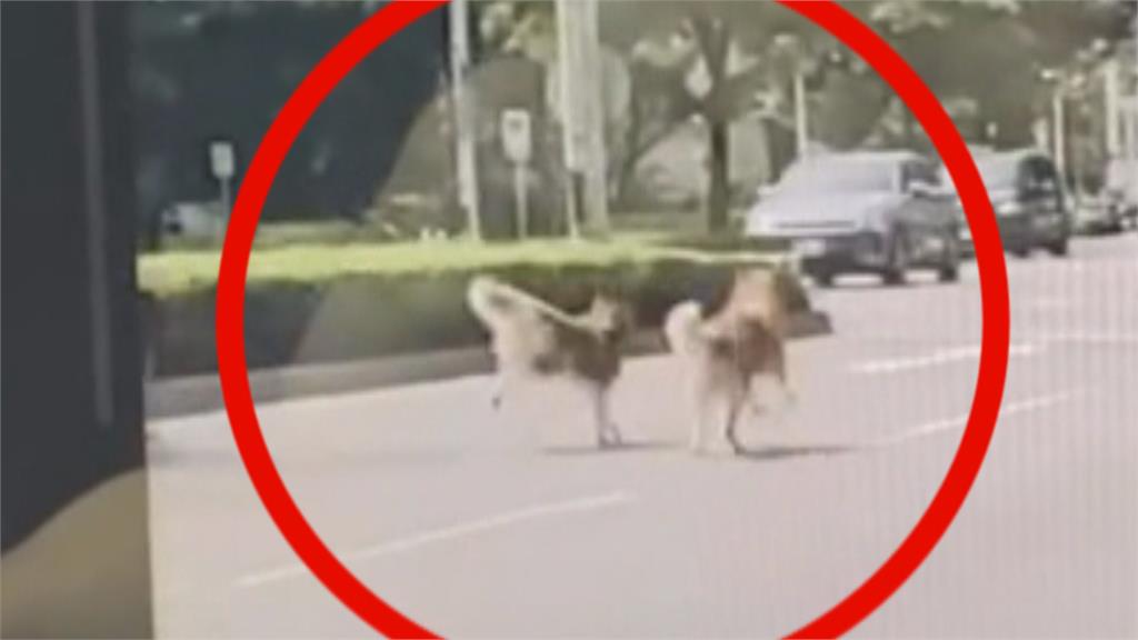驚險！　四隻哈士奇大馬路中央狂奔　"車輛急煞"　警找飼主說明