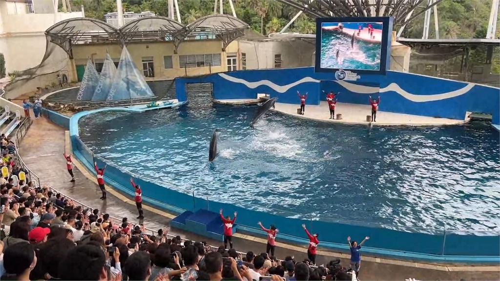 10年海豚秀成回憶！　花蓮海洋公園轉型「海豚守護基地」
