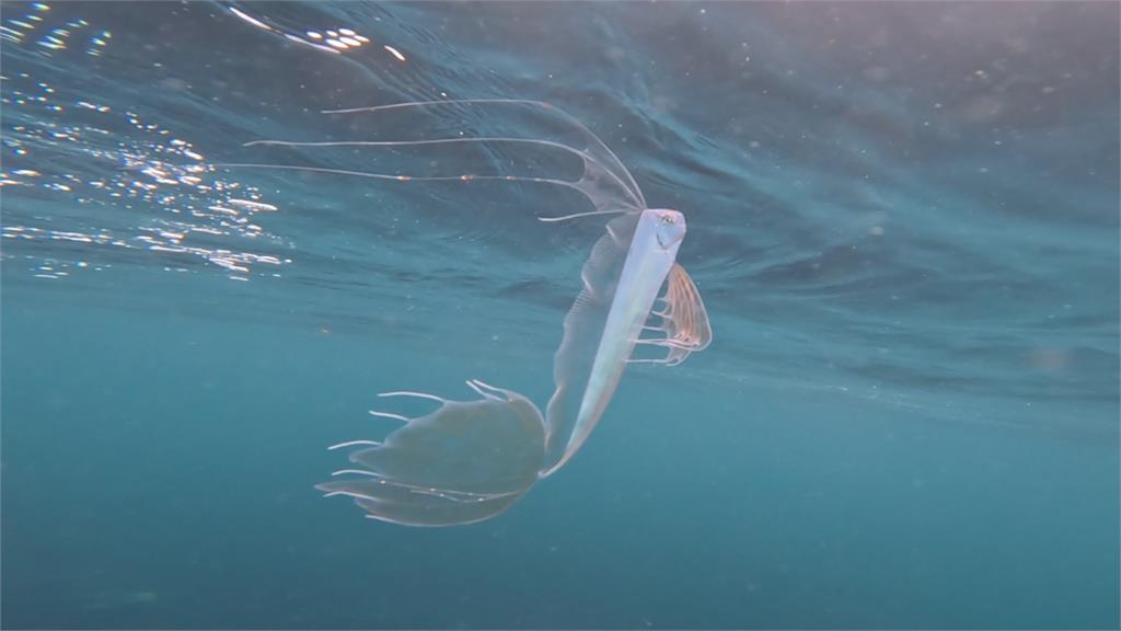 「銀白刀片狀」深海怪魚現4.6米淺水灣！專家揭真名、習性與古老傳說