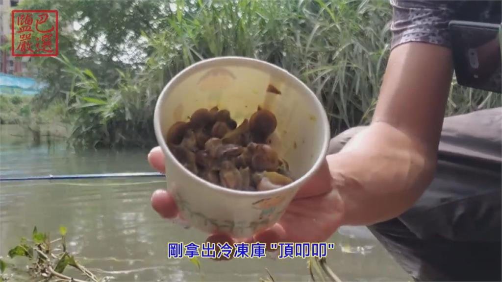 餌食大比拚!網友用兩種蝸牛當魚餌 成效曝光「這一種」每發必中