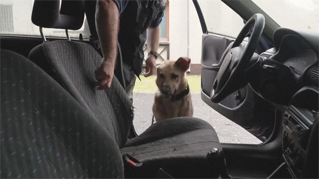 烏克蘭軍犬「藍波」重傷 匈牙利展開新生