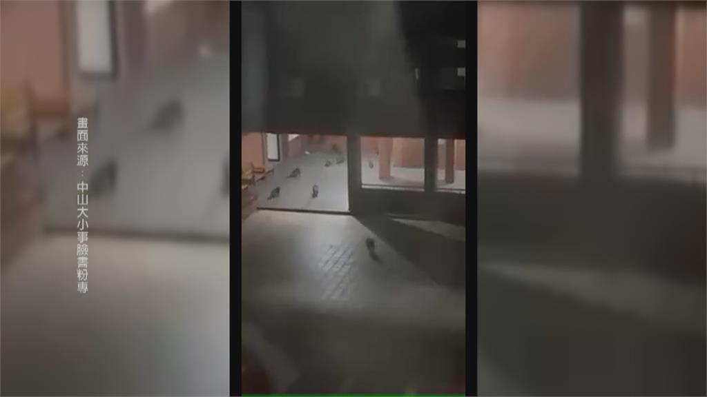 揪團看世足？　半夜50隻獼猴群聚男宿外