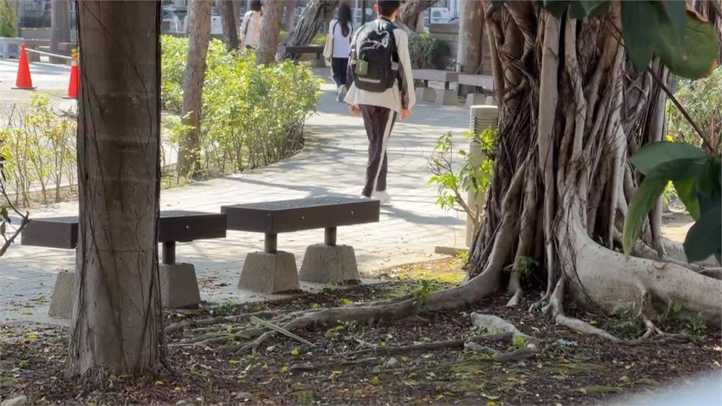 風箏卡樹枝！　女高中生一拉「樹連根被拉倒」