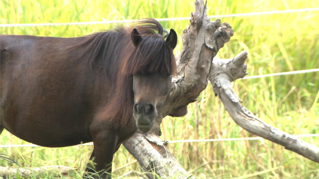 北市現「迷你馬」內側車道狂奔 逃家慣犯!第三次出逃、 飼主挨罰