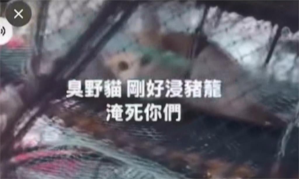 「浸豬籠」丟幼貓入海網友炸鍋　凶手找到了、不認虐死