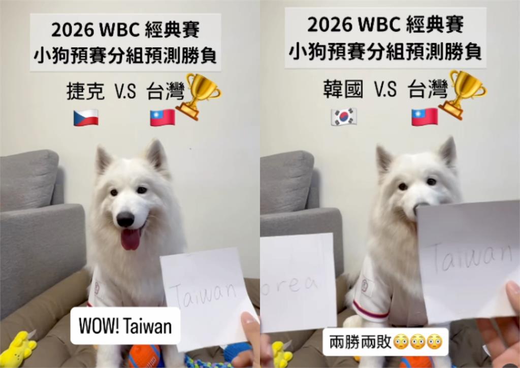 經典賽／前3戰勝負100%全命中！神準片段流出「最後一戰」靈犬這樣選