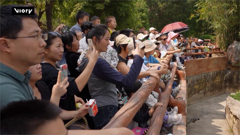 撲通! 中國動物園小豬「跳水秀」 華麗表演觀眾叫好