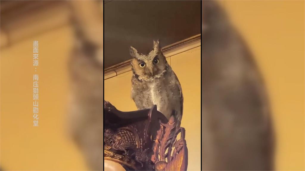 奇特！貓頭鷹站媽祖頭冠上不走　廟方：與媽祖有緣