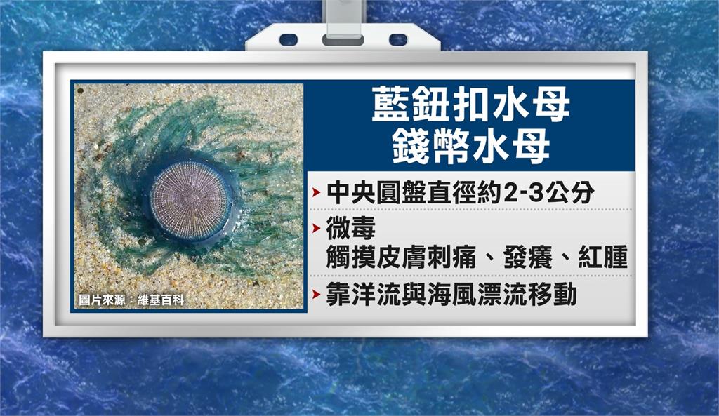 小琉球首見「藍鈕扣水母」嚇壞遊客　澎湖珊瑚礁陷窒息危機