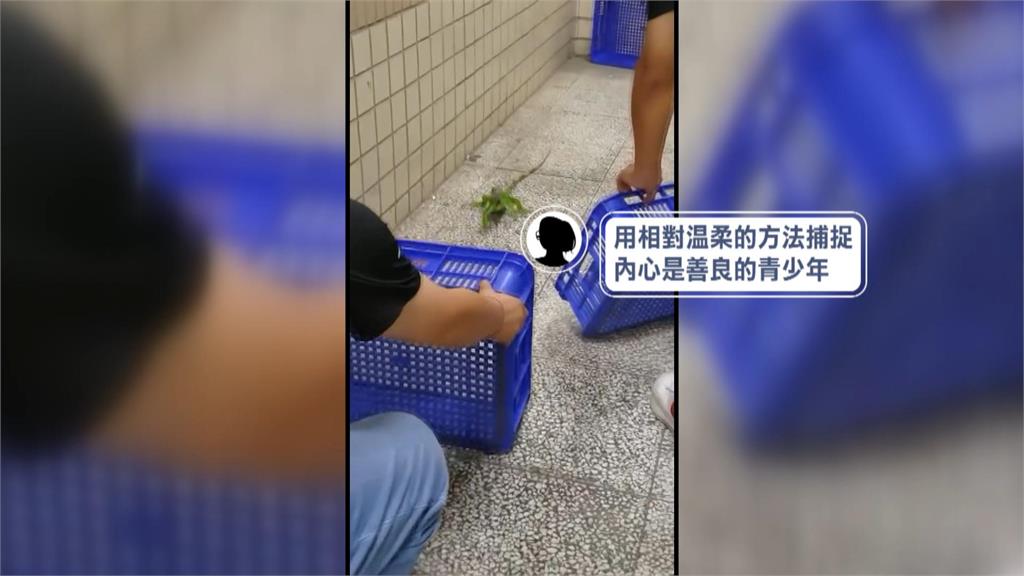 天氣熱?綠鬣蜥誤闖校園 師生「溫柔包抄」成功捕獲