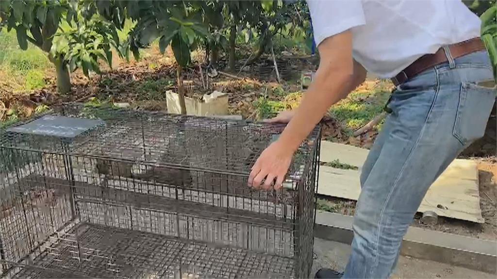 小心惡犬出沒！　比特攻擊家犬　藏獒咬傷老婦