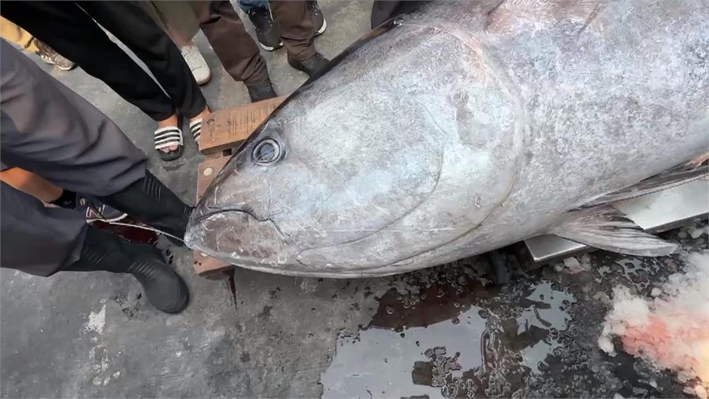 2026屏東第一鮪報到! 67歲船長"歪打正著"捕中黑鮪魚