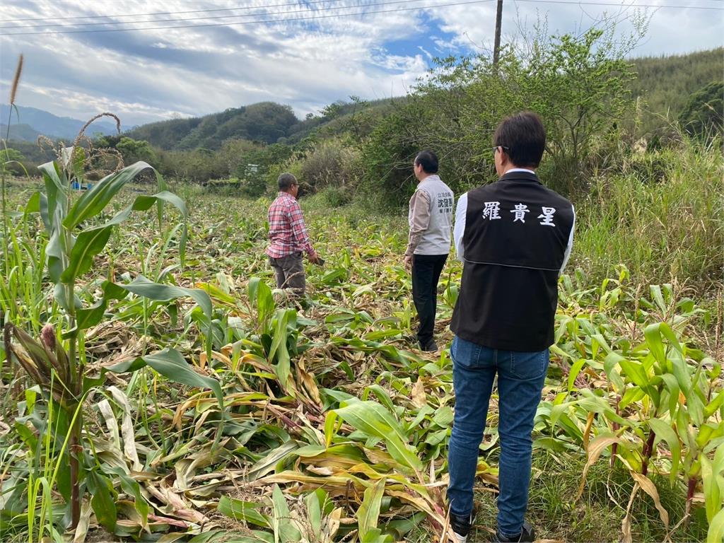 快新聞/農友配合專案種玉米卻遭山豬啃食 綠委沈發惠介入陳情爭到補助