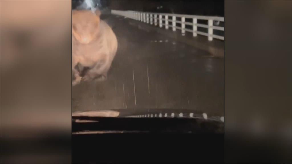 日本熊害不斷!北海道棕熊狂追汽車 引擎蓋遭拍到凹陷