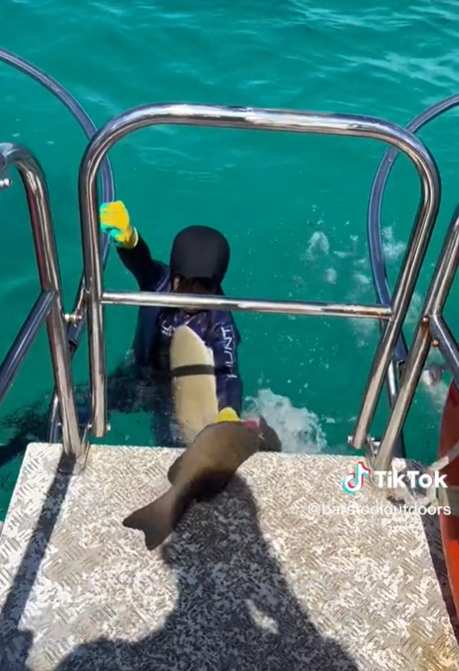 8歲男童浮潛完爬上船　水中突竄鯊魚「狠咬胸口」過程全被拍