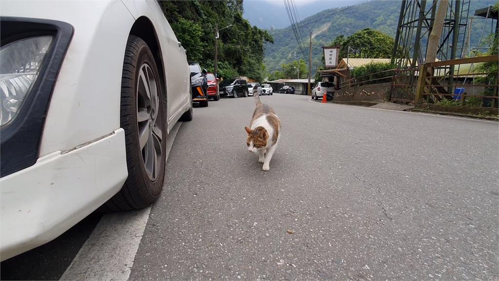 花蓮惡犬"攻擊男童.咬死鄰居愛貓" 動保處週二稽查