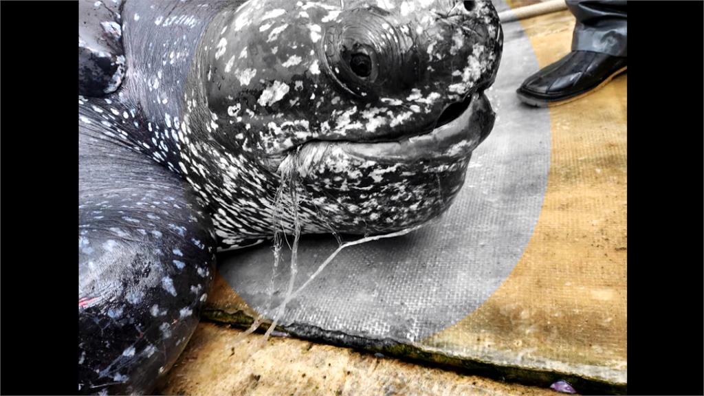 頭城外海定置漁場驚見「革龜」　被流刺網纏住流血