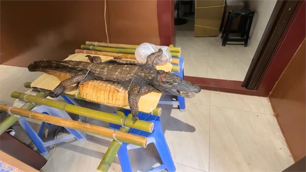 廟會拜三牲有「鱷魚」! 特大號魚肉供品引民眾圍觀