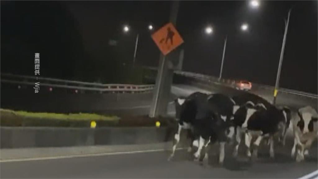 乳牛集體破門夜半出逃　「逆向逼車」駕駛嚇壞急倒車