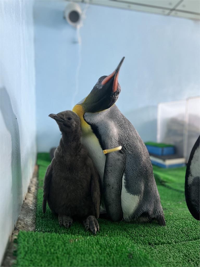 快新聞/超Q!企鵝寶寶「毛絨絨亮相啦」 北市動物園命名活動明起跑
