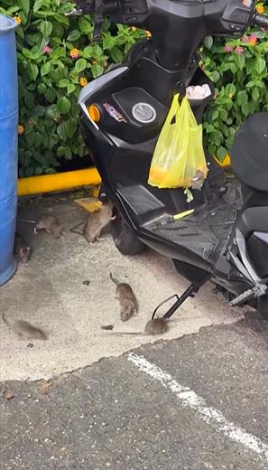 台中也鼠患？　麵包掛機車驚見"老鼠全家出動"覓食