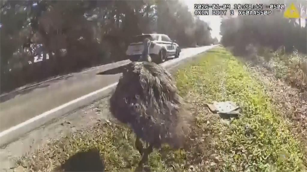 佛羅里達州鴯鶓出逃！　警察狂追45分鐘「雙腳上銬」