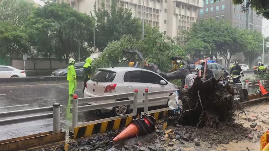 風太大？　修路導致路基不穩？　北市基隆路路樹倒塌　壓毀白色轎車