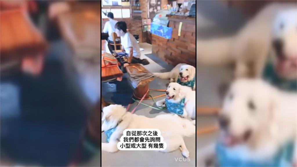 恆春寵物友善餐廳有貴客 2匹高大白馬來了!