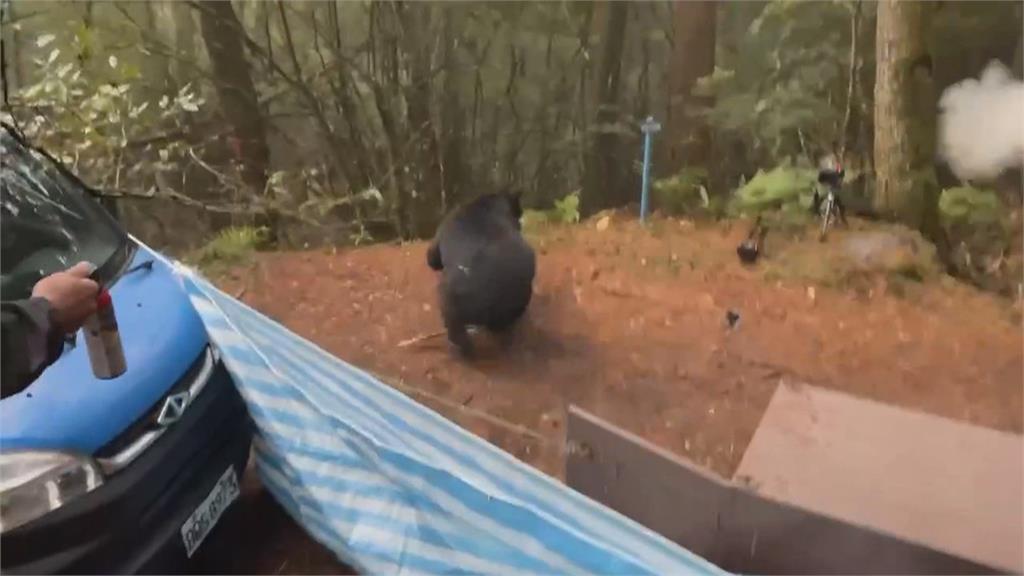 橫行阿里山工寮暴力覓食！　台灣黑熊「落網」林保署野放