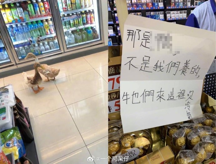 台灣天氣太熱!「一群貓狗衝進超商」吹免費冷氣 超萌畫面紅到國外:趴成地毯了