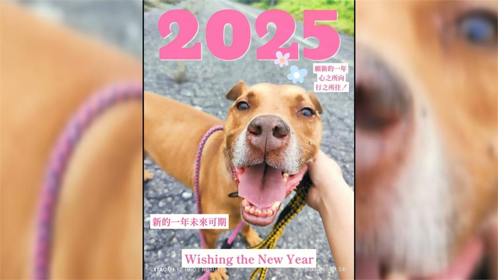 曾經咬死鄰居 比特犬尖石 收容3年訓練變溫和 展開新生