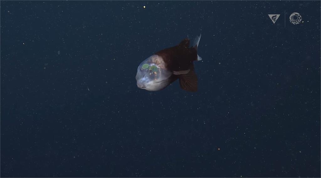 罕見現蹤!綠眼珠在透明頭殼裡 「深海怪魚」真面目曝光