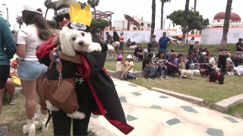 秘魯萬聖節「狗狗扮裝秀」　毛小孩扮成鬼娃恰吉、超級英雄