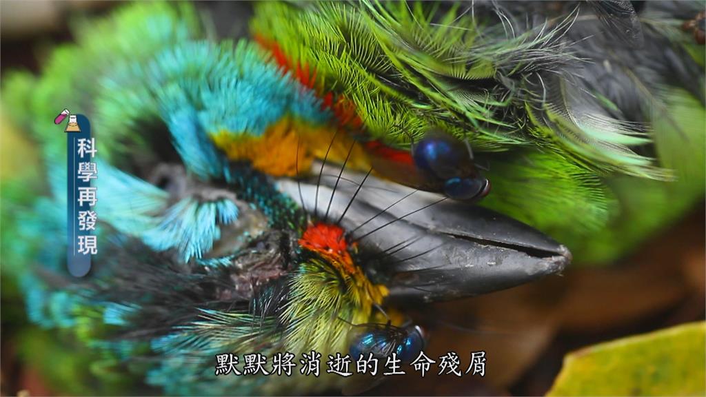 自然界清道夫「埋葬蟲」　啟動循環養育新生命