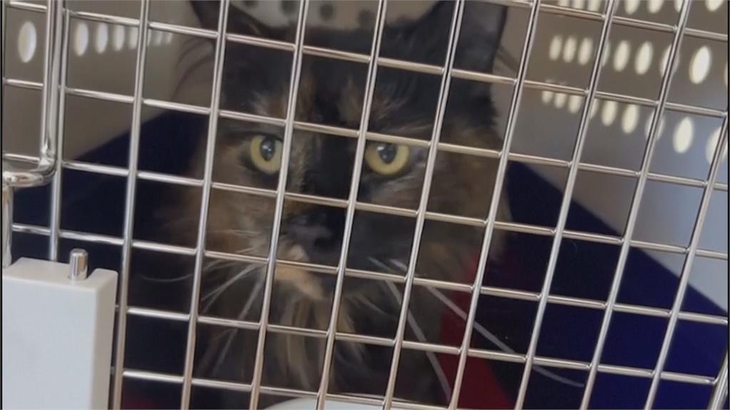 貓貓跟飼主飛澳洲卻未下機 來回飛7.5小時終返家
